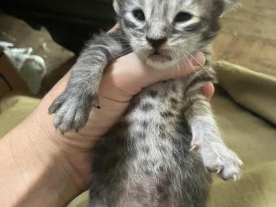 Nimbus - Maine Coon - Gallery Photo #1