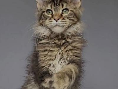 Brown Tabby Maine Coon Boy - Maine Coon - Gallery Photo #1