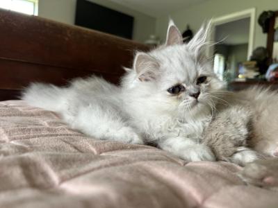 Persian Kittens - Persian - Gallery Photo #1