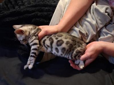 Purebred Silver Bengal Kittens - Bengal - Gallery Photo #1