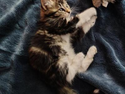 Lula - Domestic - Gallery Photo #1
