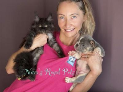 Black Smoke Babies - Maine Coon - Gallery Photo #1