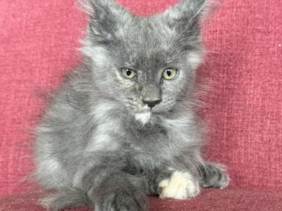 Blue Torti - Maine Coon - Gallery Photo #1