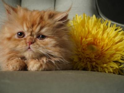 Rona - Persian - Gallery Photo #1