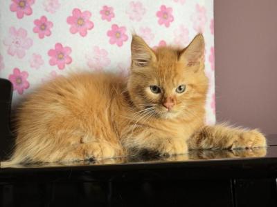 Orange Boy - Maine Coon - Gallery Photo #1