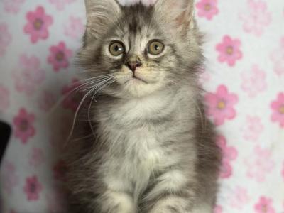 Silver Torti - Maine Coon - Gallery Photo #1