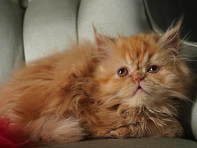 Valero - Persian - Gallery Photo #1