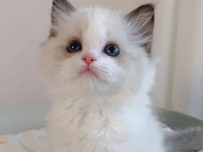 Phoenix - Ragdoll - Gallery Photo #1