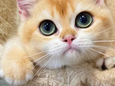 Honey - British Shorthair - Gallery Photo #1