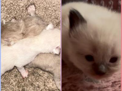Kats Ravishing Ragdolls 3 Kittens - Ragdoll - Gallery Photo #1