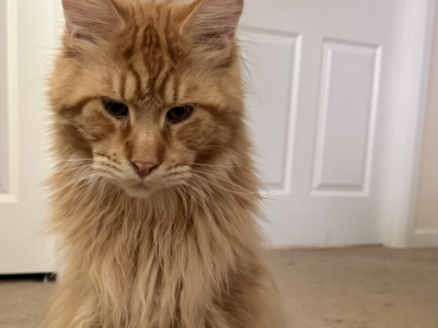 Cornelius - Maine Coon - Gallery Photo #1