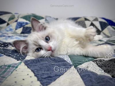 Draco - Ragdoll - Gallery Photo #1
