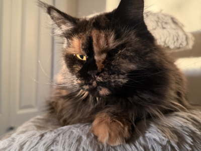 Mona - Maine Coon - Gallery Photo #1