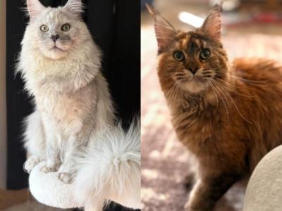 Snowfall Luxlines Akiras Element Litter - Maine Coon - Gallery Photo #1