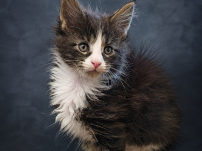 Large European Maine Coon Kittens With Pedigree - Maine Coon - Gallery Photo #1