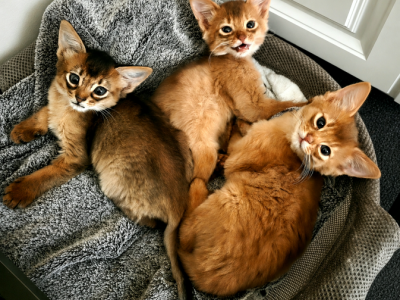 Somali Kittens - Somali - Gallery Photo #1