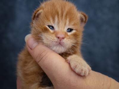 European  Maine Coon Kittens WCF FIFe TICA - Maine Coon - Gallery Photo #1