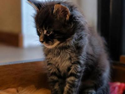 European Maine Coon Kittens With Pedigree - Maine Coon - Gallery Photo #1