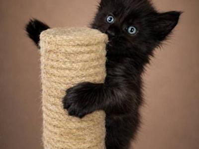 Large European Maine Coon  Kittens Registered Cat - Maine Coon - Gallery Photo #1