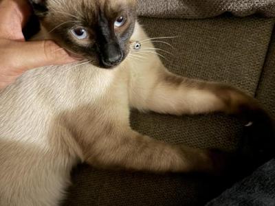 Shadow - Siamese - Gallery Photo #1