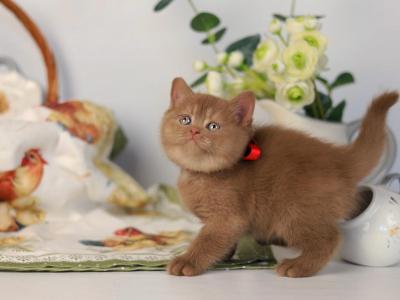 Chocolate British Shorthair Kittens - British Shorthair - Gallery Photo #1
