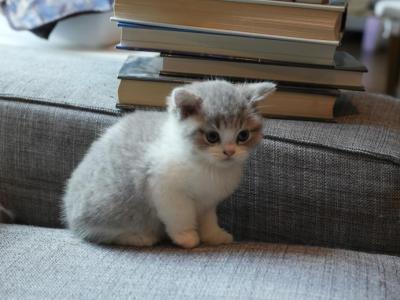 Claud Calico - Munchkin - Gallery Photo #1