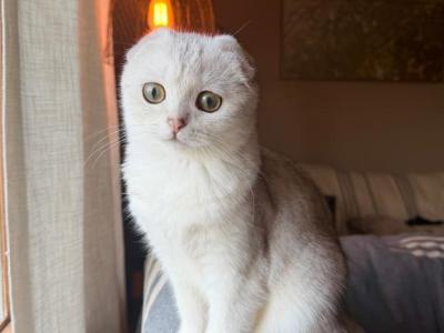 Scottish Fold - Scottish Fold - Gallery Photo #1