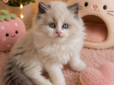 Coastal Starks Cattery - Ragdoll - Gallery Photo #1