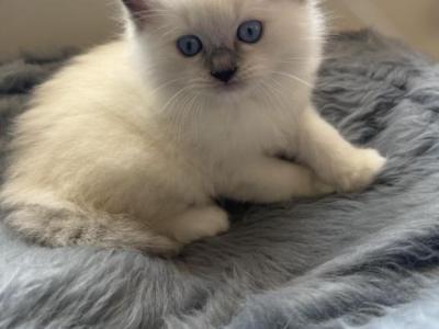 Arthur - Ragdoll - Gallery Photo #1