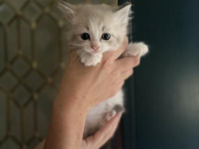 Stella And Kovu Litter - Ragdoll - Gallery Photo #1