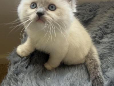 Dolly - Ragdoll - Gallery Photo #1