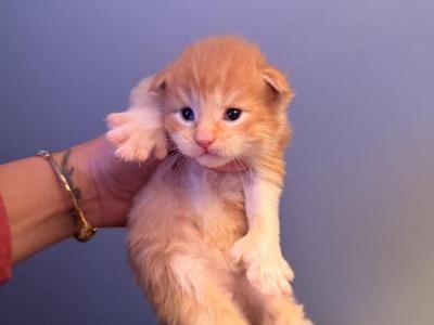 Star Seed Litter - Maine Coon - Gallery Photo #1