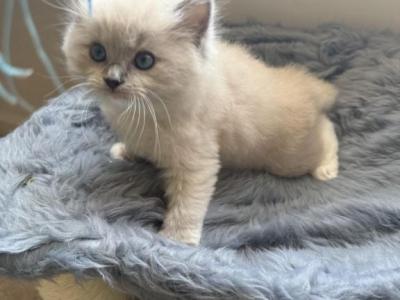 Mochi - Ragdoll - Gallery Photo #1
