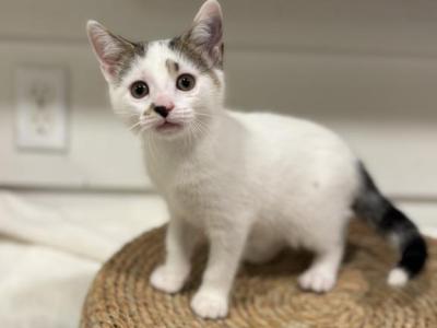 Penny - Domestic - Gallery Photo #1