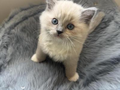 Bambi - Ragdoll - Gallery Photo #1