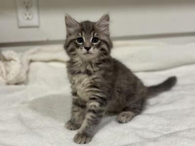 RESERVED Teddy - Domestic - Gallery Photo #1
