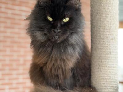 Adoption Pandora Retired Female Polydactyl - Maine Coon - Gallery Photo #1
