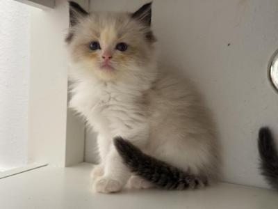 Bruno - Ragdoll - Gallery Photo #1