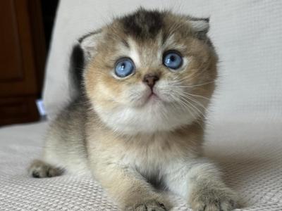 Scottish Fold Kitten Girl With Blue Eyes - Scottish Fold - Gallery Photo #1