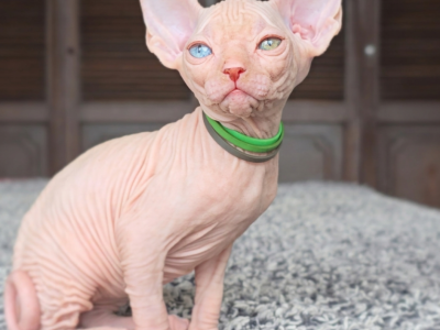 Odd Eye Boy - Sphynx - Gallery Photo #1