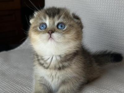 Scottish Fold Kitten Blue Eyes - Scottish Fold - Gallery Photo #1