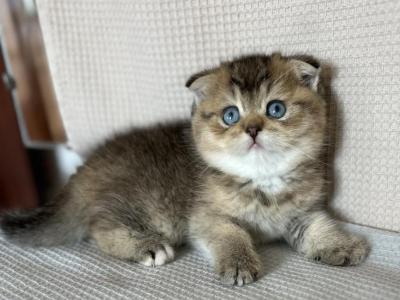 Scottish Fold Boy Kitten Blue Eyes - Scottish Fold - Gallery Photo #1