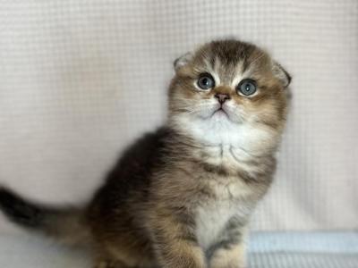 Scottish Fold Girl Kitten - Scottish Fold - Gallery Photo #1