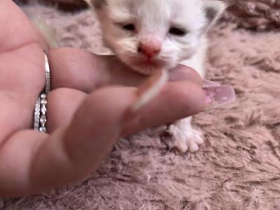 RESERVED Kats Ravishing Ragdolls Blue Bicolor - Ragdoll - Gallery Photo #1