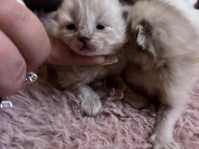 RESERVED Kats Ravishing Ragdolls Seal Point Mi - Ragdoll - Gallery Photo #1