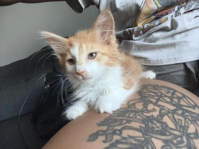 Mufasa - Maine Coon - Gallery Photo #1