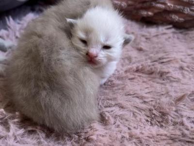 RESERVED Female Seal Mink Kats Ravishing Ragdolls - Ragdoll - Gallery Photo #1