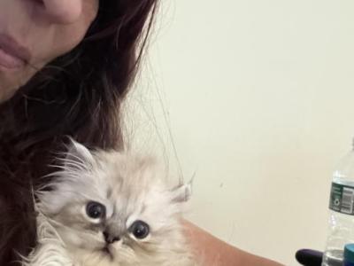 Minka Persians - Persian - Gallery Photo #1