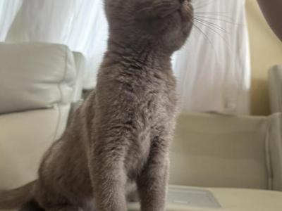 Scottish - British Shorthair - Gallery Photo #1