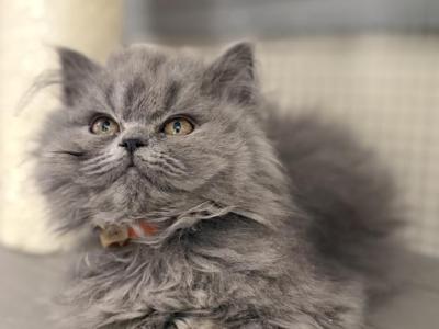 Stanley - British Shorthair - Gallery Photo #1